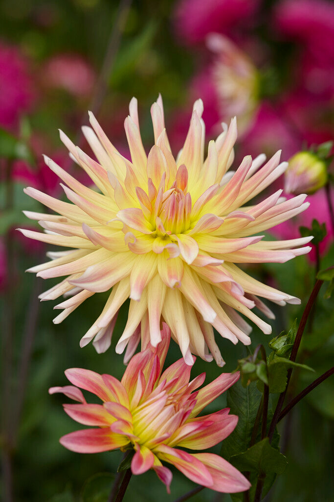 Dahlia Cactus Cabana Banan 1-pakning